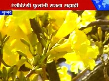 सह्याद्रीत निसर्गाची रंगपंचमी 