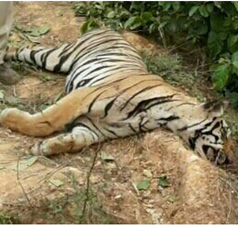 चंद्रपूर : पुन्हा वाघांच्या झुंजीत एका वाघाचा मृत्यू