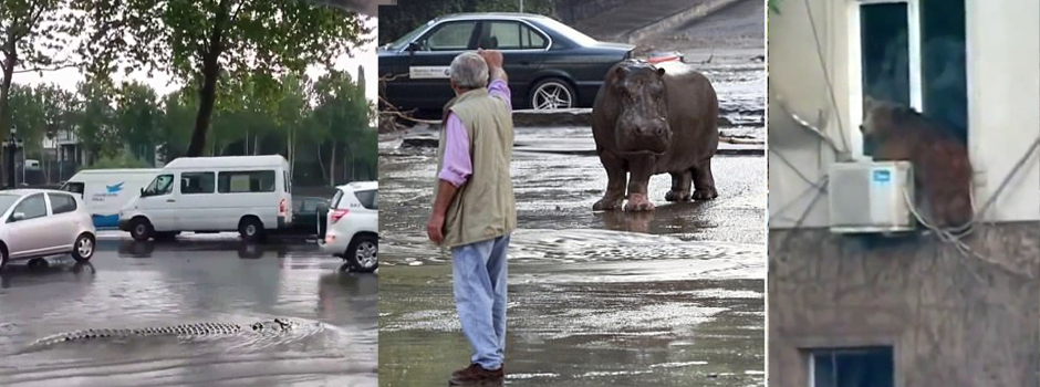 या शहरात 'जुमांजी' ; मगर रस्त्यावर तर अस्वल घरावर