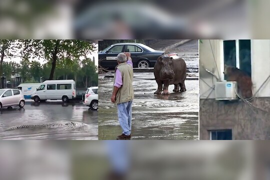 या शहरात 'जुमांजी' ; मगर रस्त्यावर तर अस्वल घरावर