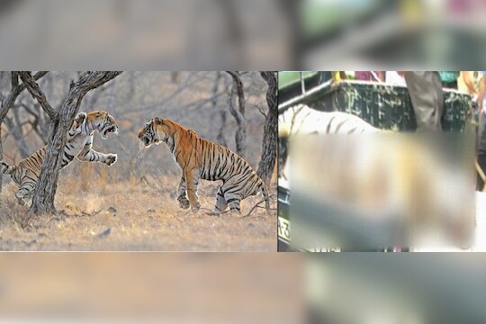 ताडोबा जंगलात शिकारीवरून दोन वाघांच्या झुंजीत एकाचा मृत्यू ? 