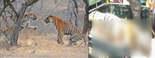 ताडोबा जंगलात शिकारीवरून दोन वाघांच्या झुंजीत एकाचा मृत्यू ?