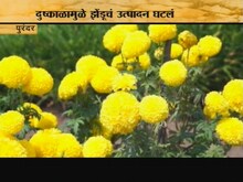 झेंडू यंदा 'भाव' खाणार