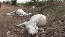 शिकारीसाठी विषप्रयोग जनावरांचा जीवावर बेतलं, 19 गायीसह 4 बैलांचा मृत्यू शिकारीसाठी विषप्रयोग जनावरांचा जीवावर बेतलं, 19 गायीसह 4 बैलांचा मृत्यू