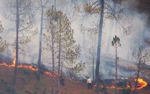 देवभूमीत अग्नितांडव, आगीमुळे 3 हजार एकर जंगल नष्ट