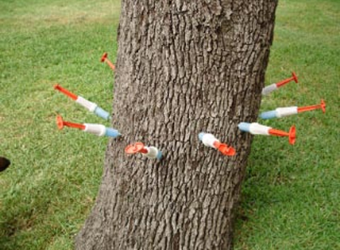 विषारी इंजेक्शन देऊन केला जातोय झाडांचा खून