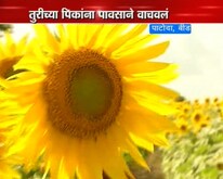 सूर्यफुल पिकाला पावसाचा फायदा