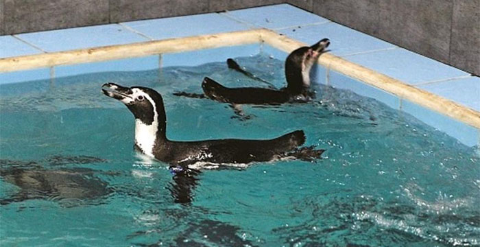 मुंबईतल्या राणीच्या बागेतील पेंग्विनचा मृत्यू