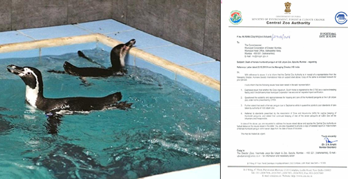 पेंग्विन मृत्यूप्रकरणी मनपा आयुक्तांना नोटीस