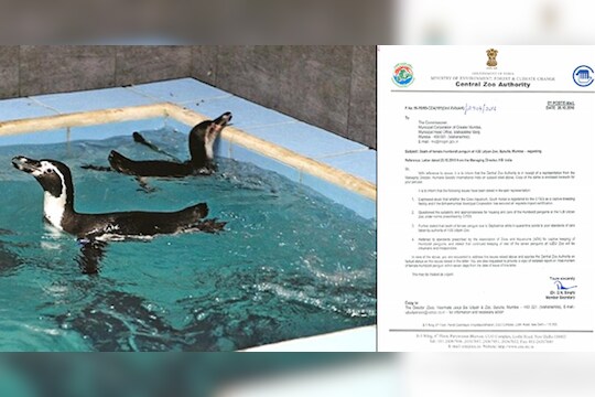 पेंग्विन मृत्यूप्रकरणी मनपा आयुक्तांना नोटीस 