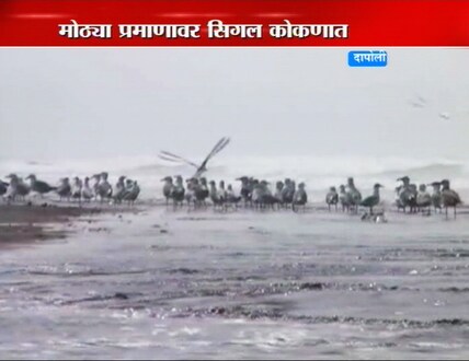 'सिगल कोकणात इलो रे' 'सिगल कोकणात इलो रे'