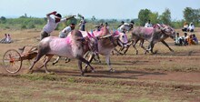 कोरोनाचा धोका वाढला, देशात लॉकडाऊन असताना पंढरपूरमध्ये पार पडली बैलगाडा शर्यत