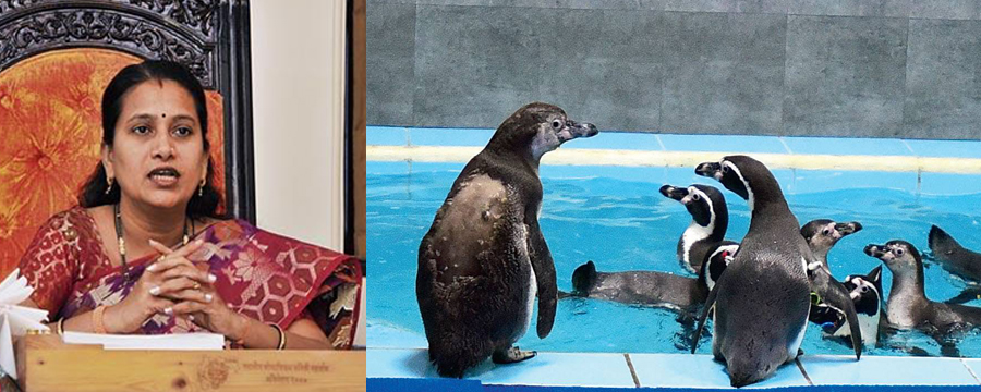 राणीबागेत पेंग्विन दर्शन दोन महिने मोफत राहणार - महापौर