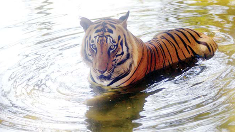 उन्हाच्या काहीलीनं वन्यप्राणीही त्रस्त, पिंजऱ्यात लावले थर्मामीटर