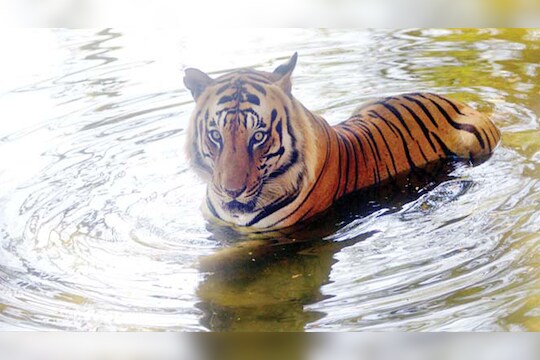 उन्हाच्या काहीलीनं वन्यप्राणीही त्रस्त,  पिंजऱ्यात लावले थर्मामीटर