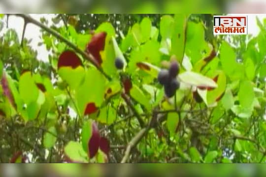 भीमाशंकरमधल्या करवंदांची चव चाखण्यासाठी पर्यटकांची मोठी गर्दी