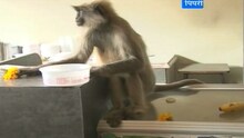 माकडाची हाॅटेलवारी, कडक उन्हात घेतला एसीचा आश्रय