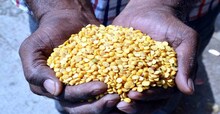 सगळे सारखेचं !, तूर शेतकऱ्यांची अशी झाली लूट