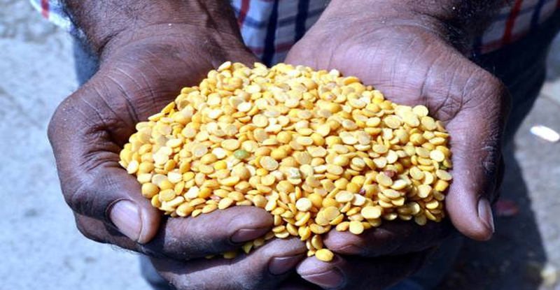 सगळे सारखेचं !, तूर शेतकऱ्यांची अशी झाली लूट