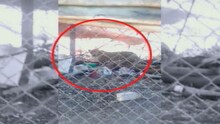 कोंबड्या खाऊन बिबट्या अडकला खुराड्यात
