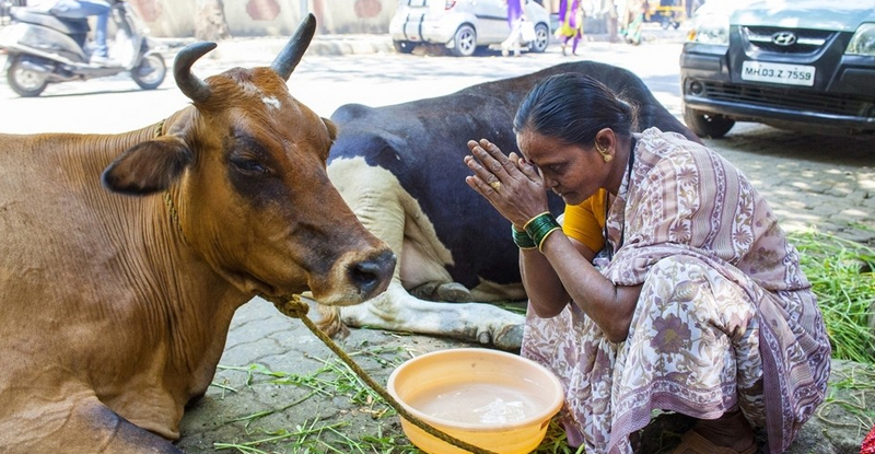 तुम्ही वासरू का मारता ?