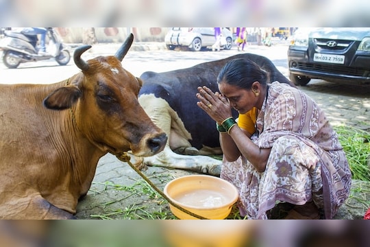 तुम्ही वासरू का मारता ?