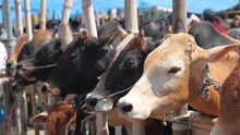 जनावरं विक्रीची लेखी हमी ही खरंच गोवंश हत्या रोखू शकेल का?