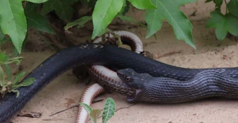 बापरे !, सापाने साप गिळला आणि...