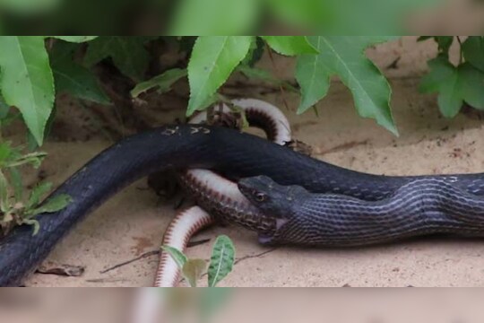 बापरे !, सापाने साप गिळला आणि...