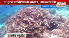 तारकर्लीतल्या समुद्राखालचं जग