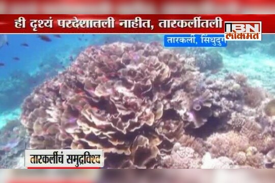 तारकर्लीतल्या समुद्राखालचं जग