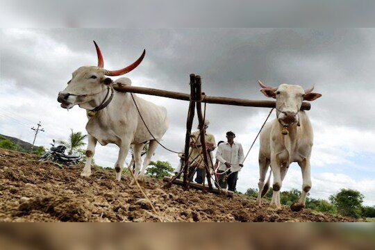 कोरोना महामारीत शेतकऱ्यांसमोर नवीन रोगाचं संकट, बळीराजा हवालदील