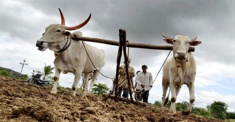कोरोना महामारीत शेतकऱ्यांसमोर नवीन रोगाचं संकट, बळीराजा हवालदील