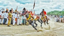 रिंगणात अश्वानं वेधलं लक्ष रिंगणात अश्वानं वेधलं लक्ष