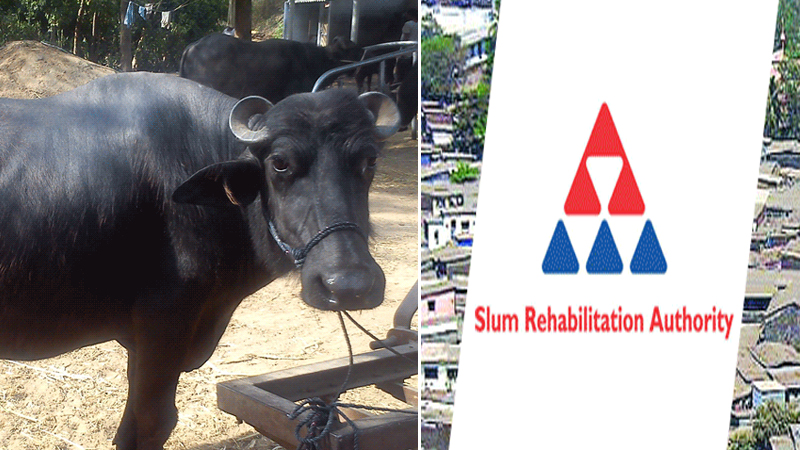 गोरेगावात चक्क गाई, म्हशींच्या गोठ्यांवर 'एसआरए' प्रकल्प राबवला !