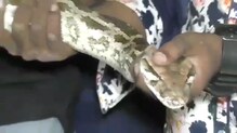 मुलुंडमध्ये सात फुट अजगराचा धुमाकूळ मुलुंडमध्ये सात फुट अजगराचा धुमाकूळ