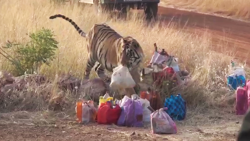 वाघोबा शिकारीला कंटाळले अन् मजुराचा डबा घेऊन गेले !