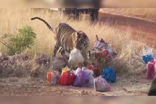 वाघोबा शिकारीला कंटाळले अन् मजुराचा डबा घेऊन गेले !