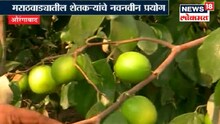 काय आहे 'अॅपल बोर'चं पीक!