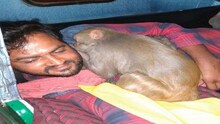 आधीच मर्कट त्यात मद्य प्यालेला; बारमध्ये रात्रभर धिंगाणा
