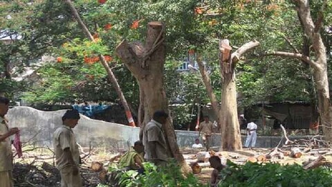  मुंबई मेट्रोसह इतर कामांसाठी होणाऱ्या वृक्षतोडीवर मुंबई हायकोर्टानं २३ मार्चपर्यंत बंदी कायम ठेवली आहे. तर ठाण्यातील वृक्षतोडीवर ७ मार्चपर्यंत बंदी कायम ठेवण्यात आली आहे. 