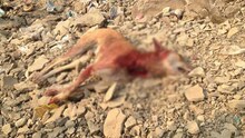 अंगावर धावून आल्याचा राग, पुण्यात माणसाने केली कुत्र्याची हत्या