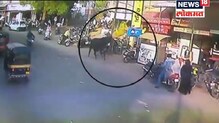 गुजरातमध्ये रस्त्यावरून चालणाऱ्या महिलेला बैलाने हवेत उडवले, व्हिडिओ व्हायरल गुजरातमध्ये रस्त्यावरून चालणाऱ्या महिलेला बैलाने हवेत उडवले, व्हिडिओ व्हायरल