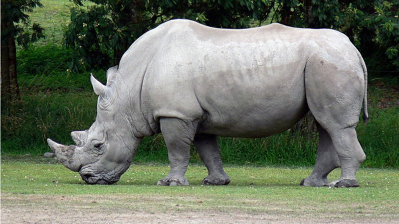जगातील शेवटच्या पांढऱ्या एकशिंगी गेंड्याचा मृत्यू