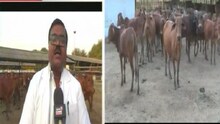 उन्हाळ्यात 'अशी' घ्या  पाळीव प्राण्यांची काळजी