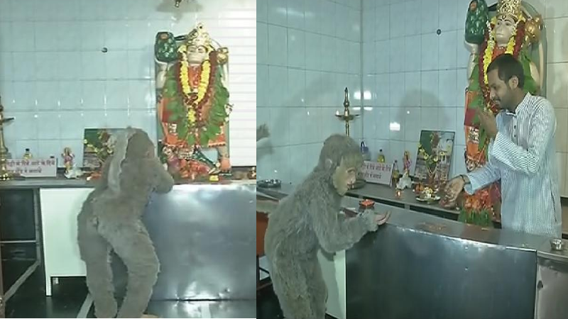 'मंकी बात' या सिनेमाच्या प्रमोशनसाठी ठाण्यात हनुमानाच्या दर्शनासाठी अवतरले माकड!