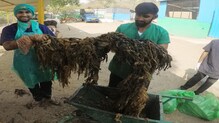 प्लास्टिक उठलं बैलाच्या जीवावर, पोटातून काढलं 85 किलो प्लास्टिक प्लास्टिक उठलं बैलाच्या जीवावर, पोटातून काढलं 85 किलो प्लास्टिक
