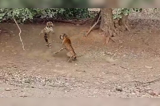 VIDEO रणथंभौरच्या जंगलात एकमेकांशी भिडले दोन वाघ !