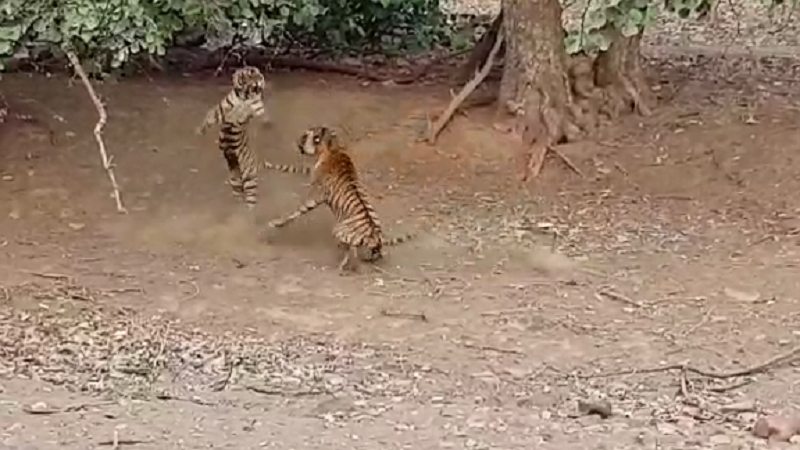 VIDEO रणथंभौरच्या जंगलात एकमेकांशी भिडले दोन वाघ !