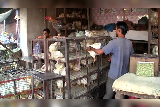 चिकन खाताय,सावधान!, कोंबड्यांना दिली जातात इंजेक्शन!